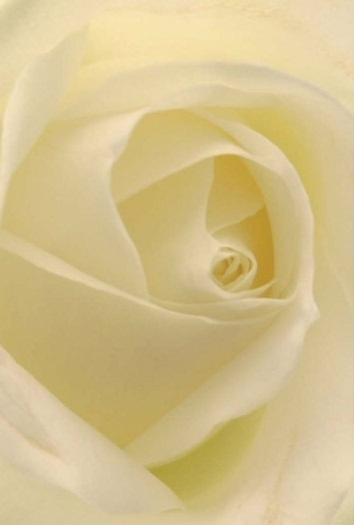 This close-up of a white rose invites the viewer into a quiet world of layered petals-each one a subtle gradation of white and cream, arranged with the deliberate sophistication typical of local Nine Elms arrangements. Light seems to flow through the blossom, gently illuminating the flower's centre and casting soft shadows along its spiraling heart. The composition radiates tranquility and grace, evoking memories of peaceful mornings in Vauxhall Park or the sophisticated elegance of a wedding hosted along Nine Elms Lane. The rose's artistry lies not only in its near-perfect formation but in the tender intention evident in every gentle curve, likely arranged by nimble hands at a nearby Nine Elms florist. The clean, almost crystalline scent that this rose suggests lingers like a quiet promise, ensuring its suitability for all of life's important occasions-apology, romance, or remembrance alike-within this vibrant riverside community.